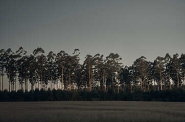 sunset in the forest