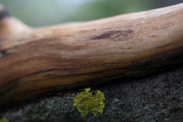 Dry wood. Plant bark. Forest background. Natural beauty.