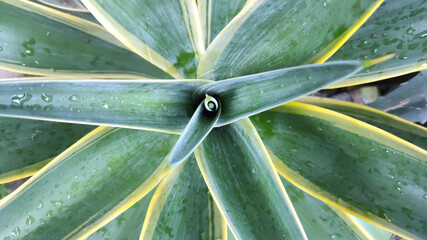 Green agave plants with rain drops. Natural texture background.
