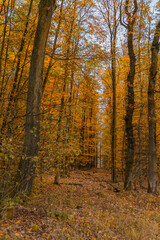 Elfringhauser Schweiz