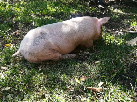 Puerco