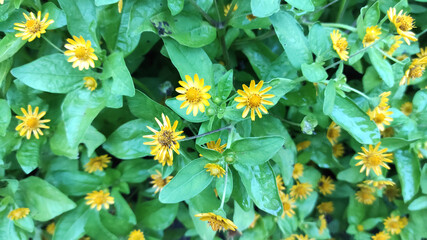 Fresh yellow flowers blooming in the garden.