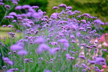 Obraz premium Blumenwiese