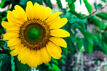 close-up immature sunflower plant in the field