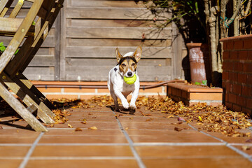 Perro blanco corriendo hacia cámara, con pelota amarilla en la boca. Raza de perro Jack Russell terrier.