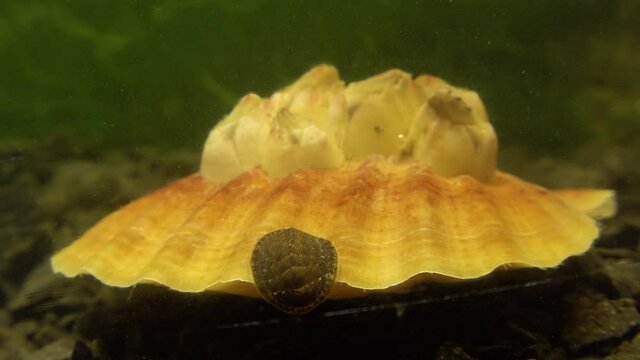 Ancient armored mollusk (Chiton polii) on the shell of a clam Smooth Scallop (Flexopecten glaber ponticus), Black Sea