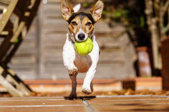 Perro blanco corriendo hacia cámara, con pelota amarilla en la boca. Raza de perro Jack Russell terrier.