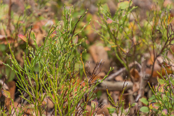 Elfringhauser Schweiz