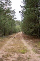walk in the autumn forest. autumn colors. autumn fogs. colors of autumn. melancholy.
