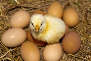 A yellow-colored chicken chick that has just hatched in the spring in the chicken coop.