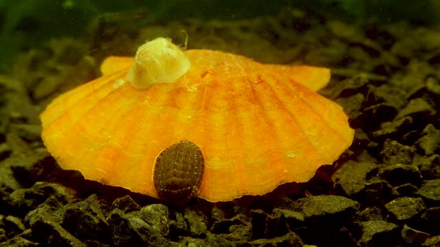 Ancient armored mollusk (Chiton polii) on the shell of a clam Smooth Scallop (Flexopecten glaber ponticus), Black Sea