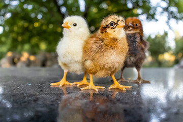 Three colorful chicks that just hatched in spring