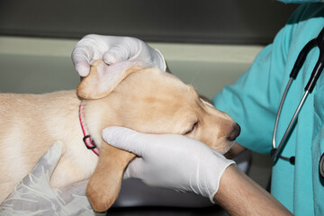 Examining a puppies ears