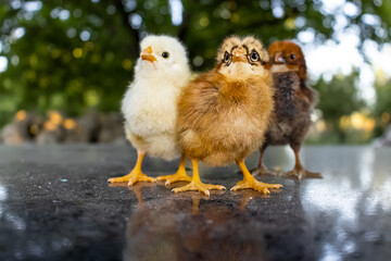 Three colorful chicks that just hatched in spring