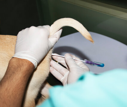 Inserting a rectal swab