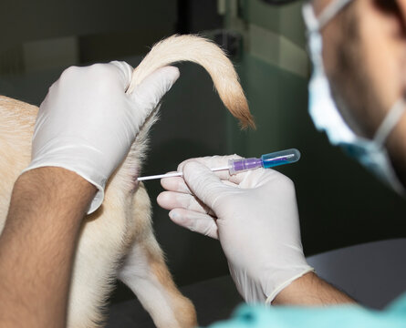 Inserting a rectal swab