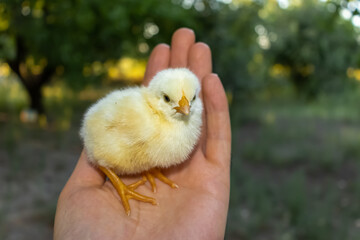 CUTE CHICKS NEW FROM HUMAN HANDS