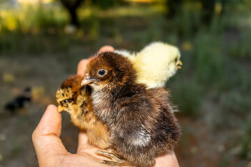CUTE CHICKS NEW FROM HUMAN HANDS