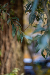 leaves in the forest