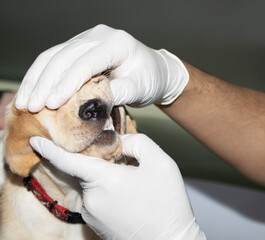 Examining a puppies teeth
