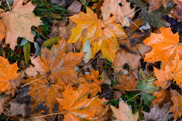 autumn leaves on the ground