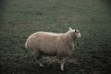 Sheep 