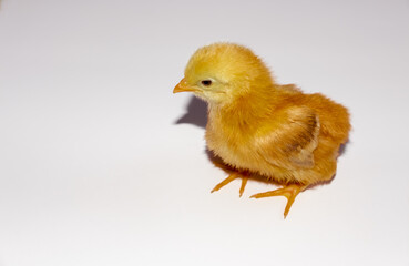 CUTE AND YELLOW CHICK NEW FROM THE EGG