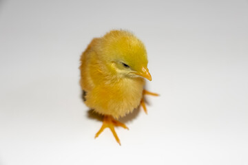 CUTE AND YELLOW CHICK NEW FROM THE EGG