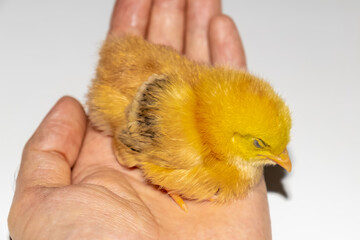 A CUTE AND YELLOW CHICK THAT SLEEPS IN HUMAN HAND