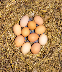 New white and brown chicken eggs in the nest in the chicken coop