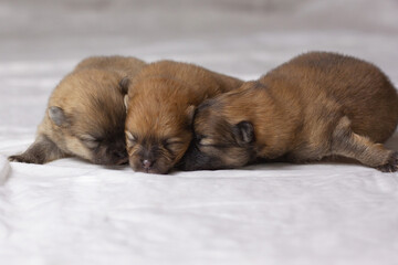 Three small, orange, newborn Pomeranian puppies with closed eyes on a white background lie nose to nose. The view from the top. Purebred offspring, heritage, care for the animals