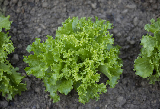 Lollo Bionda in a garden