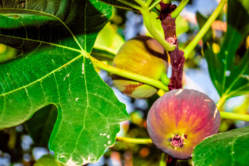 yummy and delicious turkish purple fig fruits ripe in summer