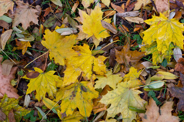 Obraz premium autumn leaves on the ground