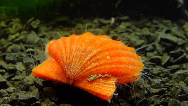 Ancient armored mollusk (Chiton olivaceus) on the shell of a clam Smooth Scallop (Flexopecten glaber ponticus), Black Sea