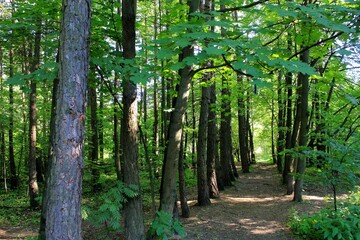 Forest in Russia in Moscow