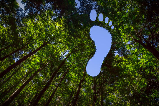 The Canopy of this Forest has Hole in the Shape of a Barefoot Footprint