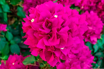 Freshly bloomed white shoots of pink bougainvillea flower in spring and summer.