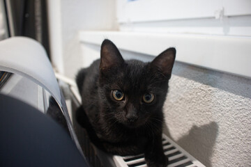 cat on a window sill