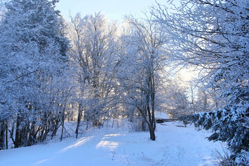 Winter landscape. Snow-covered trees on a sunny day. Snowy, cold winter