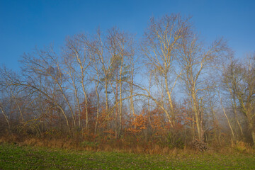 Obraz premium Leafless trees in autumn with a blue sky and grass