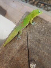 green lizard on a branch