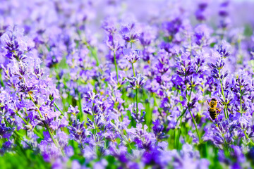 Lavender field in Moldova, close to Cobusca Noua.	
