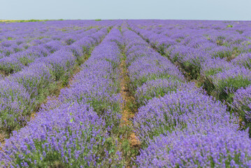 Obraz na płótnie Canvas Lavender field in Moldova, close to Cobusca Noua. 