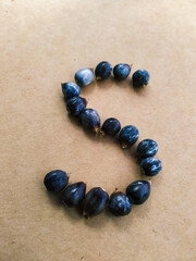 Seeds of Job's tears, scientific name Coix lacryma-jobi, arranged in a 