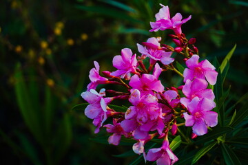pink, closeup, new, flowers, green, plant, environment, blossom, beautiful, garden