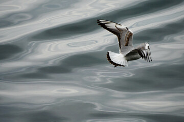 Gaviota reidora