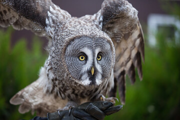 Closeup portrait of amazed great grey owl looking at the camera with beautiful yellow eyes and smart sight