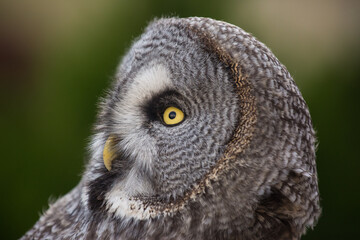 Closeup portrait of amazed great grey owl looking at the camera with beautiful yellow eyes and smart sight