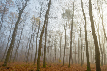Naklejka na ściany i meble Autumn forest with a fog and morning glow